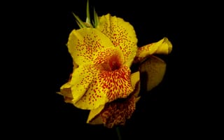 Картинка Канна,  желтый,  цветы,  4k,  5k
