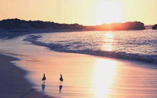 Картинка Океан,  пляж,  чайки,  берег,  восход солнца,  море,  4k,  5k