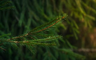 Картинка ветка, елка, природа, зелень, лес, фон, растение, освещение
