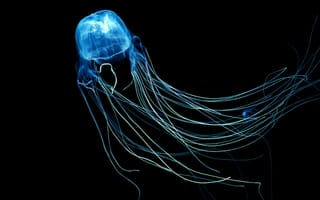 Картинка Австралийская медуза, 4k, 5k, 8k, Индийский Океан, дайвинг, туризм