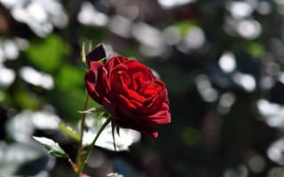 Картинка Роза,  Боке,  Цветы