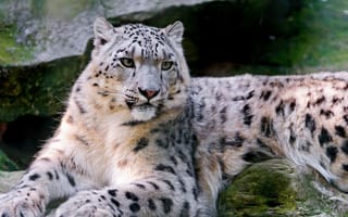 Картинка снежный леопард, лежит, дикая, природа, глаза