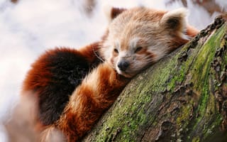 Картинка Красная панда, лежит, спит, зоопарк, зима, животное, животные