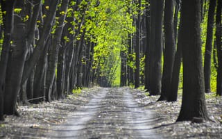 Картинка весна, весенние, время года, сезоны, сезонные, природа, лес, деревья, дерево, парк, тропинка, тропа