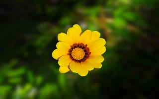 Картинка Flower,  Цветок