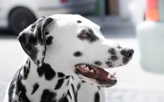 Картинка Dalmatian Dog,  Собака,  Dalmatian