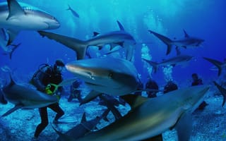 Картинка Симиланские острова, 5k, 4k, Тайланд, дайвинг, акулы, бронирование отдых, путешествия, отпуск, океан, пляж
