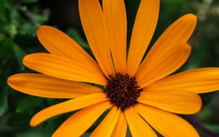Картинка Макро,  оранжевый,  цветок,  4k,  5k