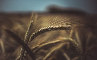 Картинка Колоски пшеницы,  Лето,  Поле,  Макро,  Пшеница,  Колоски