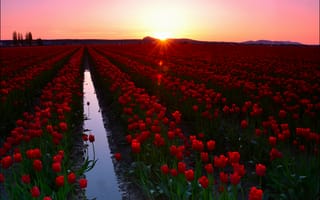 Картинка Скагит,  закат,  цветы,  путешествие,  туризм,  долина тюльпанов,  США,  Вашингтон,  8k,  5k,  4k