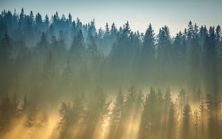 Картинка лес, деревья, дерево, природа, вечер, закат, заход, Пенины, Словакия, свет, лучи, солнечный свет, лучи солнца