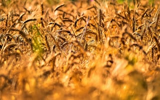 Картинка пшеница, колос, колосок, растение, природа