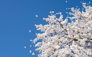 Картинка цветущая вишня, сакура, цветок, цветущий, весна, весенние, время года, сезоны, сезонные, природа, ветка, дерево