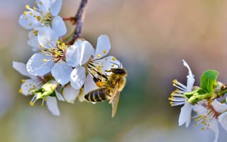Картинка пчела, насекомое, насекомые, природа, цветение, цветущий