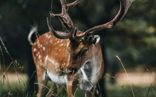 Картинка олень, животные, животное, природа, рог, рога, трава, растение, лес, деревья, дерево