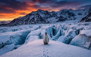 Картинка пингвин, ледник, горы, закат, природа, зима, пейзаж