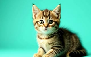 Картинка котенок, животные, питомцы, мягкий, милый, фото, обои