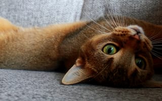 Картинка кот, кошки, кошка, кошачьи, домашние, животные