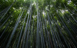 Картинка Лес,  бамбук,  зеленый,  деревья,  8k,  5k,  4k
