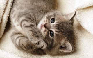 Картинка Cute Kitten,  Лапки,  Серый,  Милый,  Лежит,  Смотрит,  Котёнок,  Одеяло