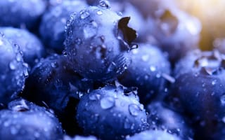 Картинка Blue Berry Droplets Macro,  Капли,  Черника,  Ягоды,  Macro,  Droplets,  Berry,  Синий