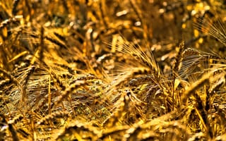 Картинка пшеница, колос, колосок, растение, природа