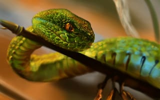 Обои Змея, зеленая, глаза, рептилия, арт