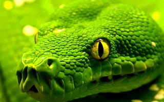 Обои Змея, зеленая, глаза, рептилия