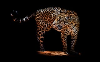 Картинка Леопард,  Дикая кошка,  Черный,  Темнота