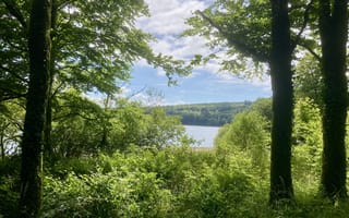 Картинка природа, лес, озеро, деревья, пейзаж, зелень, небо