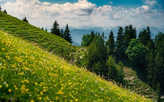 Картинка природа, горы, лес, цветы, пейзаж, небо, зелень