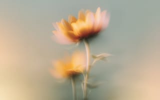 Картинка цветы, размытость, природа, фото, обои, красота, мягкие цвета