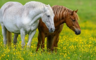 Картинка лошади, конь, животные, пара, двое, луг