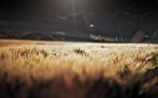 Картинка пшеница, колос, колосок, поле, природа, вечер, сумерки