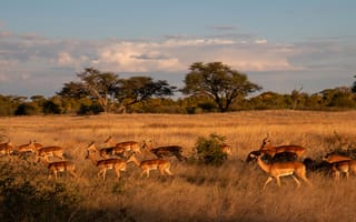 Картинка Антилопы,  Живая природа,  Африка,  Сафари