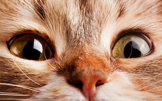 Картинка Cat Closeup,  Closeup,  Кошка