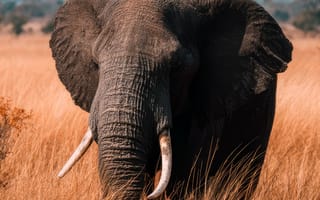 Картинка слон, природа, африка, животные, пейзаж, трава, дикие животные