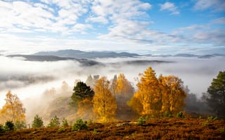 Картинка осень, осенние, время года, сезоны, сезонные, лес, деревья, дерево, природа, облачно, облачный, облако, облака, туман, дымка, пейзаж