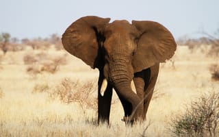 Картинка Слон,  Африка,  Национальный парк Крюгера