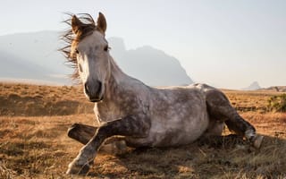 Картинка Лошадь,  конь,  национальный парк,  Лесото,  Сехлабатебе