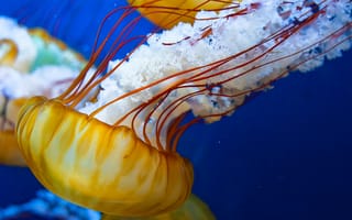 Картинка Японская медуза, 4k, 5k, медуза, море, Атлантический, Тихий океан, вода, желтая