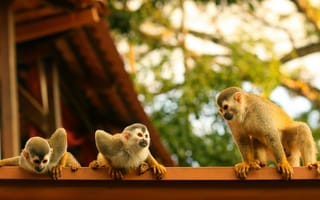 Картинка обезьяны, Паукообразные обезьяны, Коста-Рика