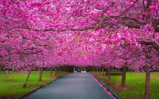 Картинка Сакура,  весна,  цветет,  5k,  4k
