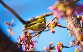 Картинка японская птичка, птица, белый глаз, природа, цветы, сакура, весна, голубое небо
