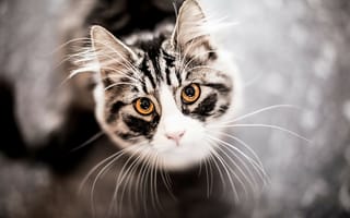 Картинка кошка,  серый,  милый,  мило,  газа,  котенок,  кот