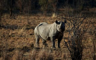 Картинка носорог,  природа,  коричневый фон,  жара,  саванна