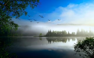 Картинка Озеро,  Лес,  Деревья,  Птицы,  Туман,  Природа
