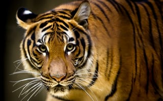 Картинка тигр, взгляд