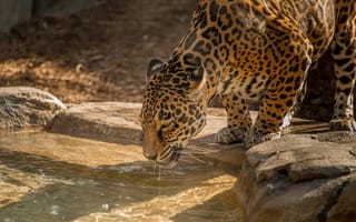 Картинка ягуар, вода, хищник