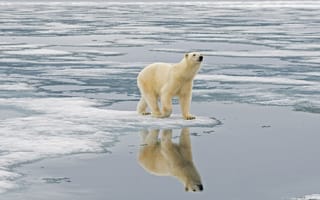 Картинка белый медведь, отражение, вода, север, лёд